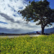 A large tree in the background sits behind a field of yellow flowers with a reclining figure in the distance enjoying the shade of the tree.